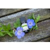 Geranium esential oil 10ml.